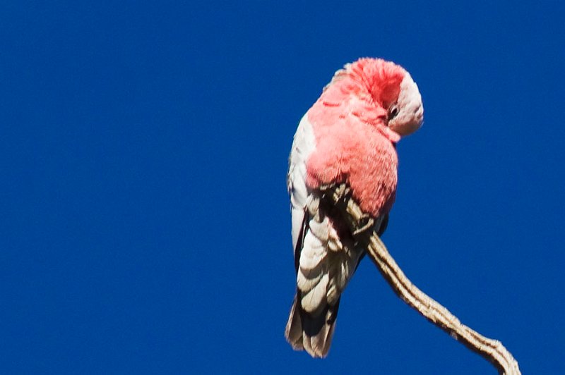 galah 2.jpg